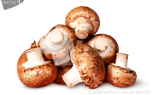 Image of Pile of fresh brown champignon