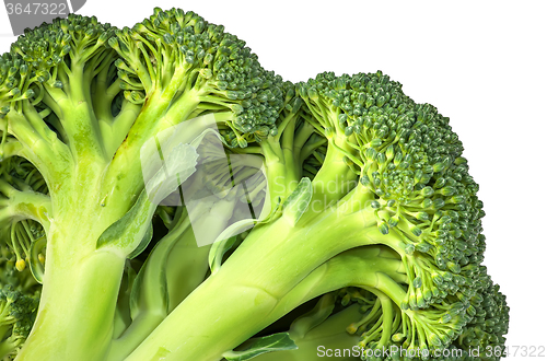 Image of Closeup inflorescence of fresh broccoli