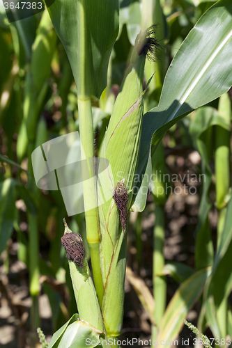 Image of ear of corn  
