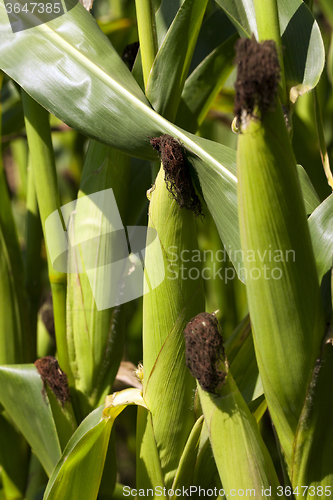 Image of ear of corn  