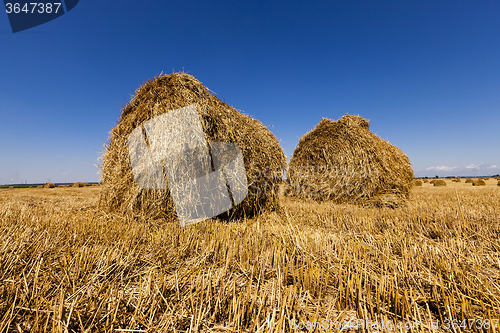 Image of   agricultural field . cereals 