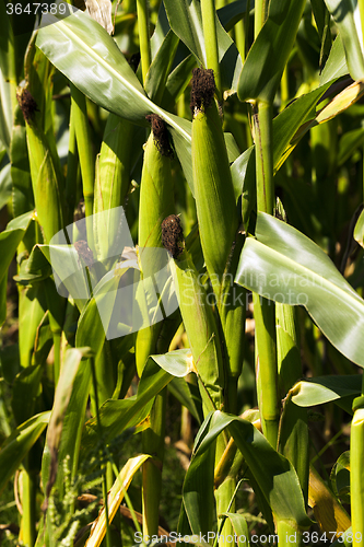 Image of corn field  . green  