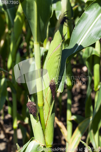 Image of ear of corn  