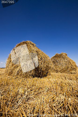 Image of stack of straw in the field 