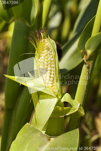 Image of open ear of corn  