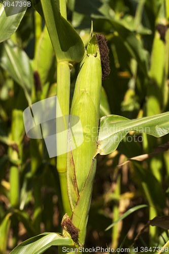 Image of ear of corn  