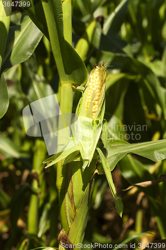 Image of open ear of corn  