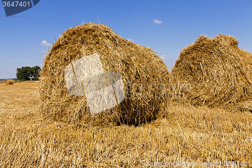 Image of haystacks straw  in  field 