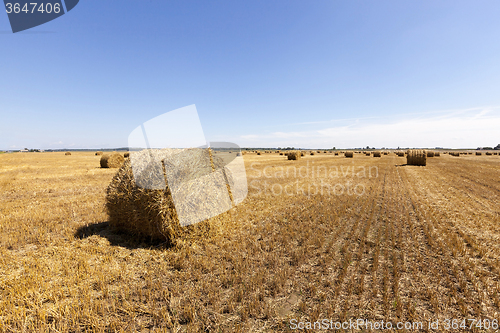Image of harvesting cereals .  field 