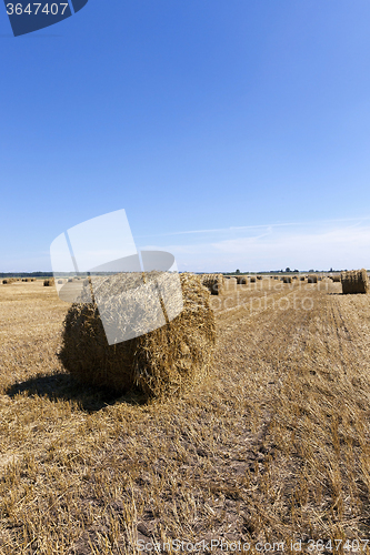 Image of haystacks straw . cereal