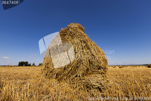 Image of haystacks straw .  harvesting 