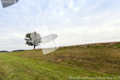 Image of summer tree .  hill  