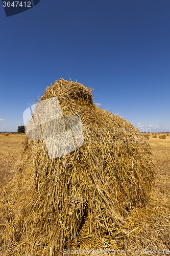 Image of agriculture . cereals. summer