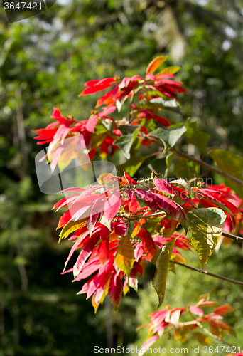 Image of Wild winter rose with blossoms in indonesia