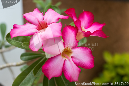 Image of beautiful red Adenium flowers