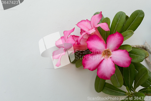 Image of beautiful red Adenium flowers