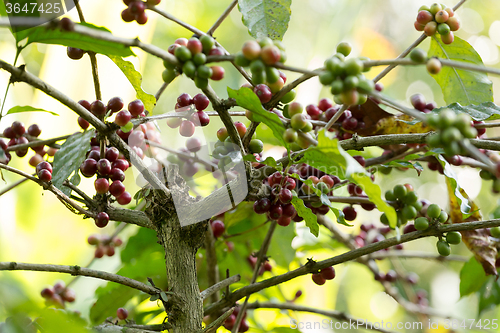 Image of raw coffe plant in agricultural farm