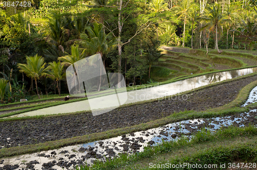 Image of Rice terraced paddy fields