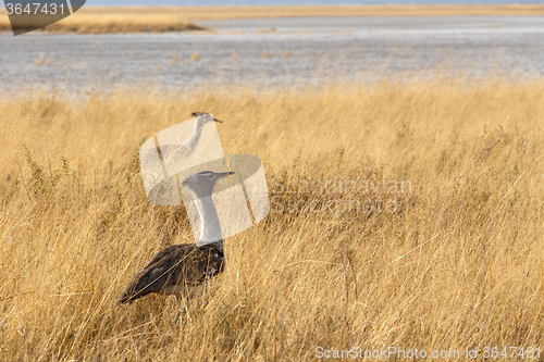 Image of Kori Bustard in african bush