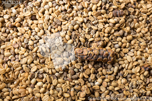 Image of harvested green Coffee Beans