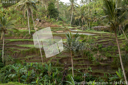 Image of Rice terraced paddy fields