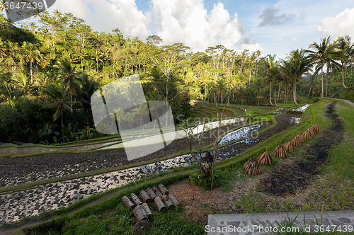 Image of Rice terraced paddy fields