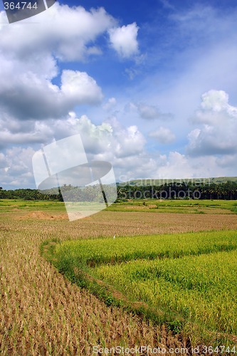 Image of Asian Rice Field