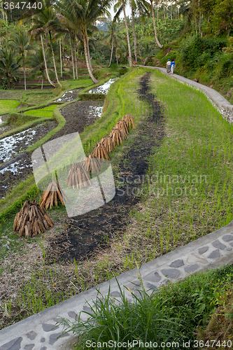 Image of Rice terraced paddy fields