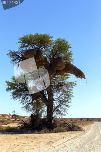 Image of African masked weaver big nest on tree