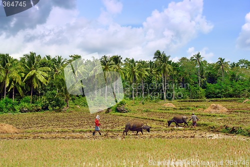 Image of Asian primitive farming