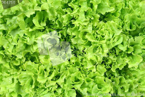 Image of Lettuce background