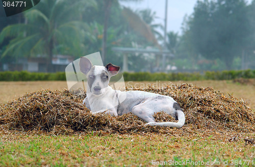 Image of Stray dog in tropical village