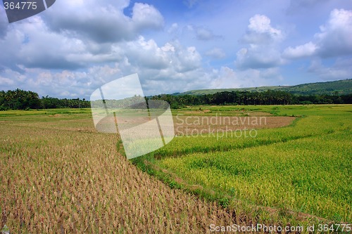 Image of Asian Rice Field