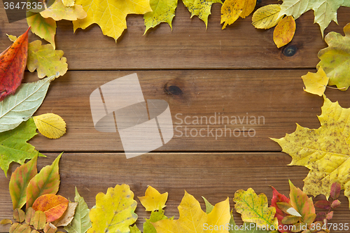 Image of frame of many different fallen autumn leaves