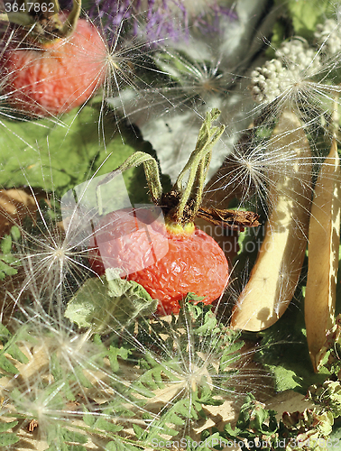 Image of Dried rosehip berries