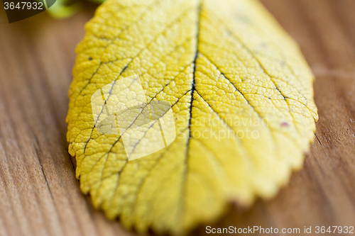 Image of close up of yellow autumn leaf on wooden table