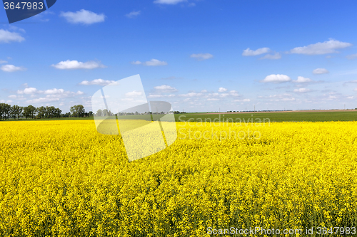 Image of Agricultural field . summer