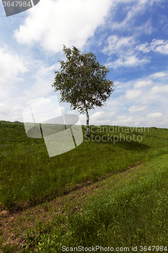 Image of tree on a hill  