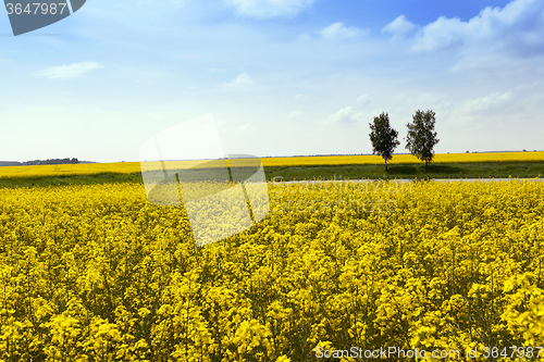 Image of Rape field  .  trees in the background