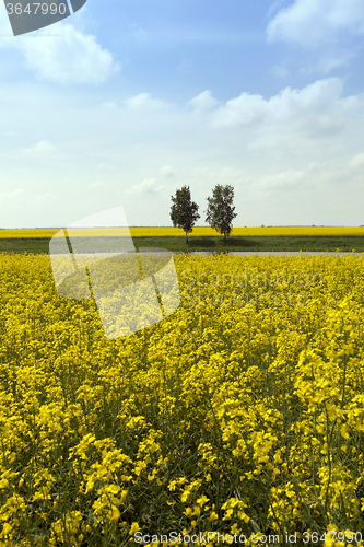 Image of Rape field .  trees  