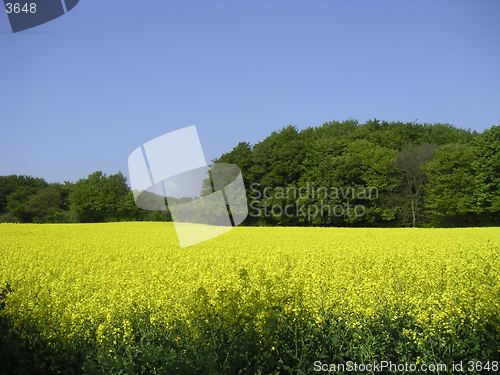 Image of rapefield