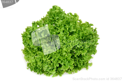 Image of Isolated lettuce