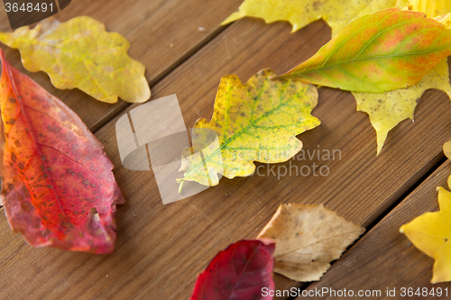 Image of close up of many different fallen autumn leaves