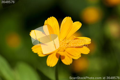 Image of Calendula flower  close up 