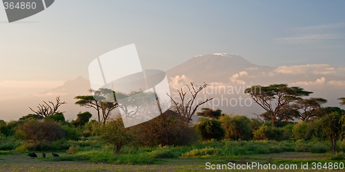 Image of Kilimanjaro at Sunrise