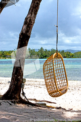 Image of seat osier  lagoon  beach seaweed in nosy be indian 