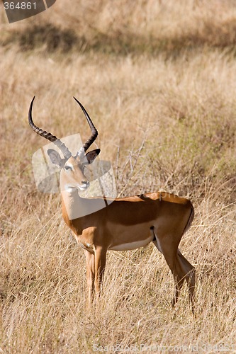 Image of Impala