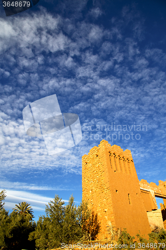 Image of africa  in histoycal maroc  old tree