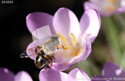 Image of Bee pollinates Crocus