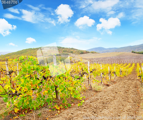 Image of Vineyard in Crimea, mountain in Crimea